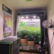 Zkittles X Chama!-Ethos
