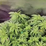 Purple Lemonade FF