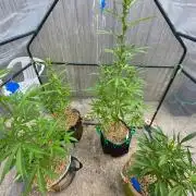 Z42#1 clone-Fastbuds