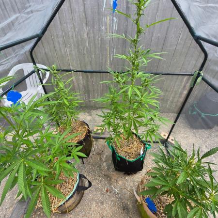 Z42#1 clone-Fastbuds