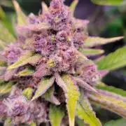 Strawberry Gorilla 🍓🌹