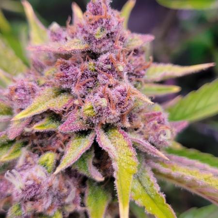 Strawberry Gorilla 🍓🌹