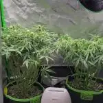 First full tent run two fast buds autos
