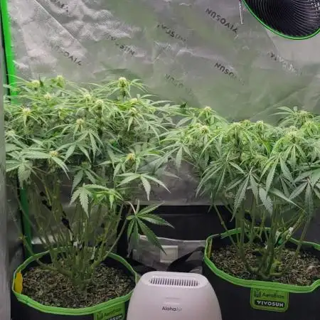 First full tent run two fast buds autos