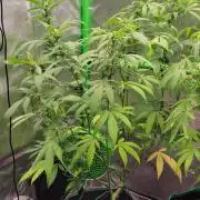Chem Funk Clone