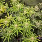 Gorilla Cookies FF-Fastbuds