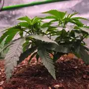 Gorilla Cookies FF-Fastbuds