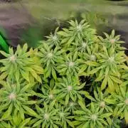 Purple Lemonade FF
