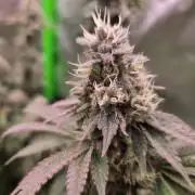 Zkittles X Chama!-Ethos