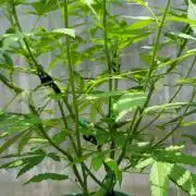 Chem Funk Clone