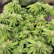Purple Lemonade FF