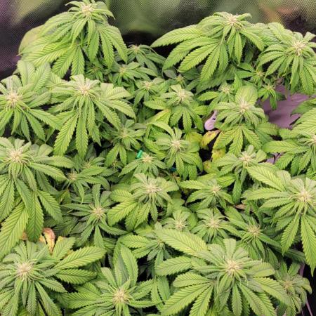 Purple Lemonade FF