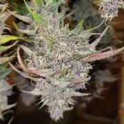 Lemon Cherry Cookies