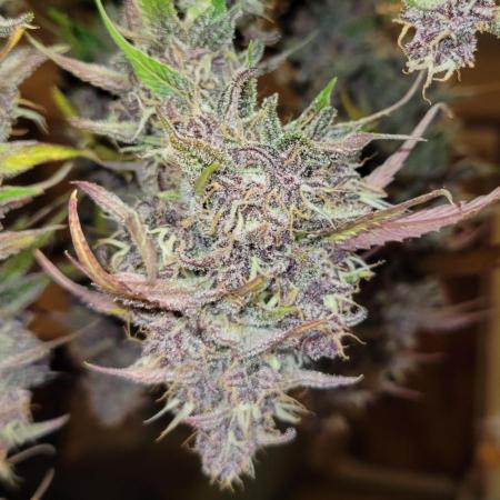 Lemon Cherry Cookies