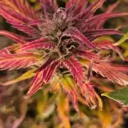 RF3 Strawberry Gorilla🍓