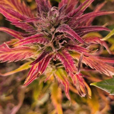 RF3 Strawberry Gorilla🍓
