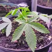 Gorilla Cookies FF-Fastbuds