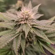 Zkittles X Chama!-Ethos