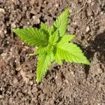 Lemon Cherry Cookies