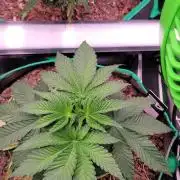 Z42 #2