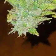 Purple Lemonade FF