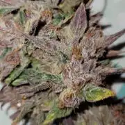 🍋🍒🍪 Lemon Cherry Cookies