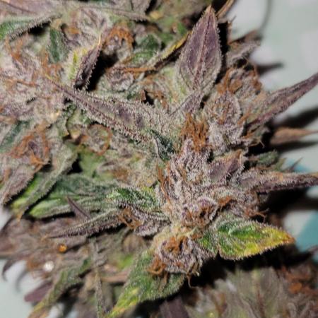 🍋🍒🍪 Lemon Cherry Cookies