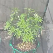 Z42 FB
