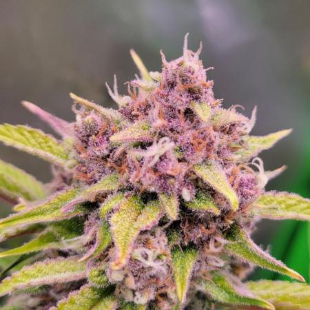 Strawberry Gorilla 🍓🌹