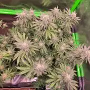 Gorilla Cookies FF-Fastbuds