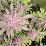 Lemon Cherry Cookies