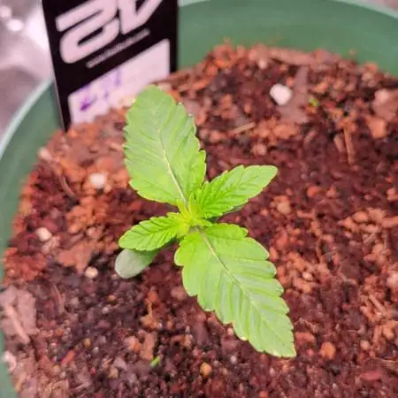 Z42 #2