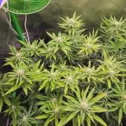 Sour G R1-Ethos