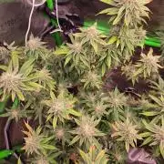 Sour G R1-Ethos