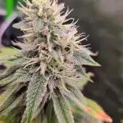 Sour G R1-Ethos