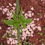 Grape Ape F1 Zamnesia