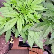 Lemon Cherry Cookies