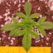 Banana Purple Punch RF3🍌👊