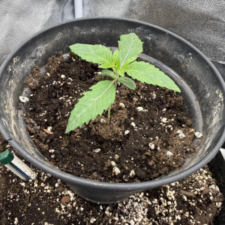 1st Living Soil , Wizard Trees