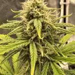 Autumn Grow