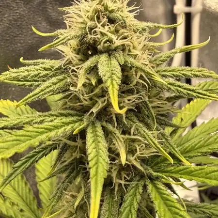 Autumn Grow