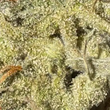 Summer Grow Epsilon F1