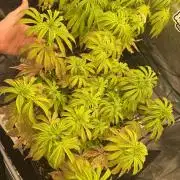 1st Living Soil , Wizard Trees