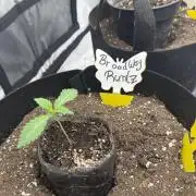 Wizard Trees Tent