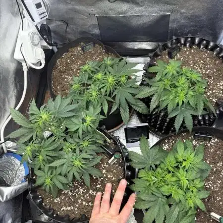 Autumn Grow