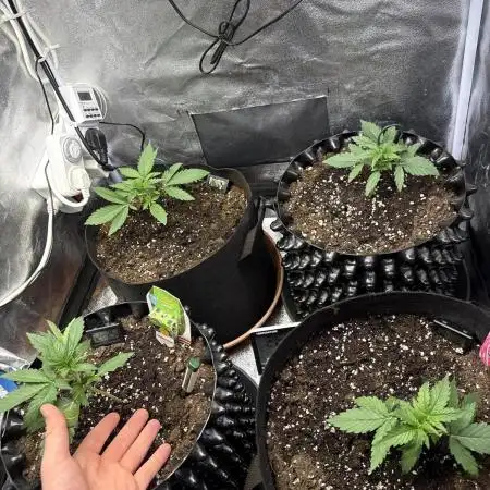 Autumn Grow
