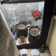 1st Living Soil , Wizard Trees