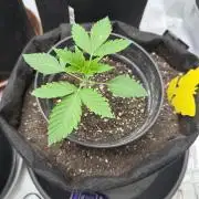 Wizard Trees Tent
