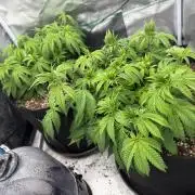 1st Living Soil , Wizard Trees