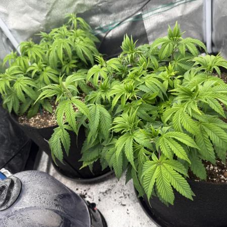 1st Living Soil , Wizard Trees